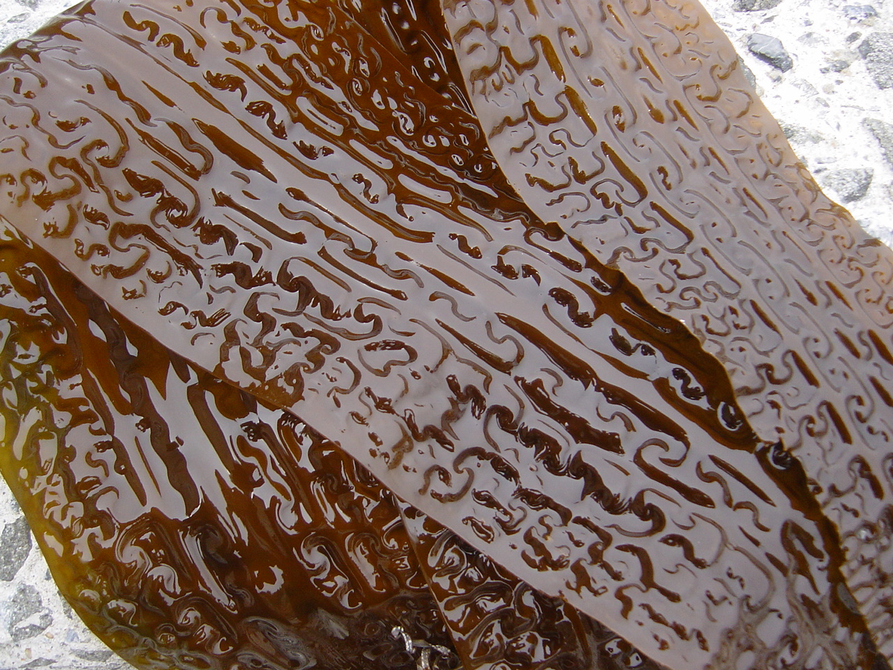 函館産 天然 がごめ昆布（昆布ガゴメ）水揚されたばかりの画像
